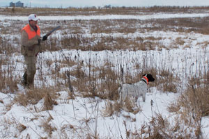Hunting Dog