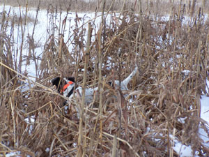 Hunting Dog