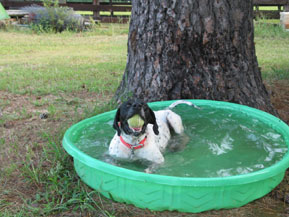 Hunting Dog
