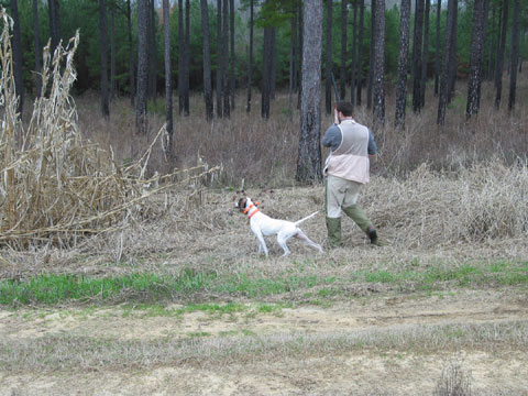 Hunting Dog