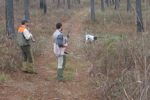 Hunting Dog