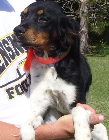 Kali French Brittany Female Hunting Dog For Sale