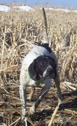 Blue Male English Pointer from Outback Kennels