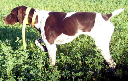 Bonnie Female German Shorthair Hunting Dog For Sale