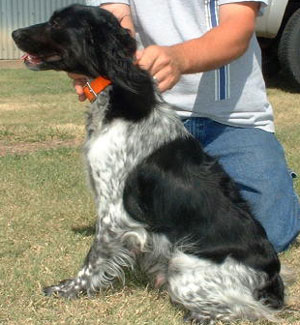 Brandi Female French Brittany from Outback Kennels