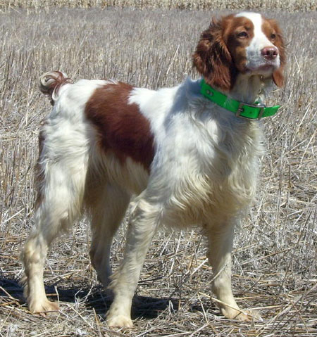 Brittany Hunting Dog For Sale