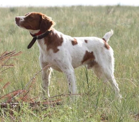 Brittany Hunting Dog For Sale
