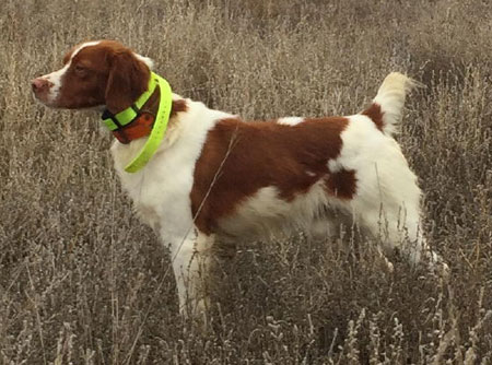 Brittany Hunting Dog For Sale