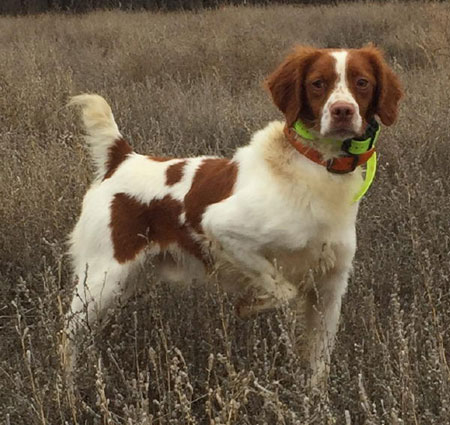 Brittany Hunting Dog For Sale