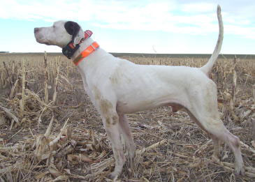 Buddy Male English Pointer from Outback Kennels