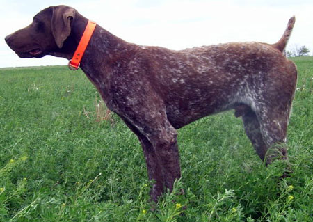 Carter Male German Shorthair Pointer Stud Dog