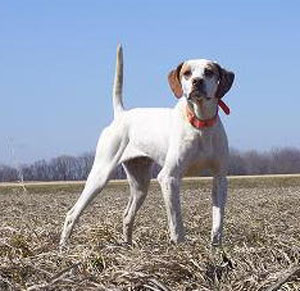 Cheech English Pointer Hunting Dog