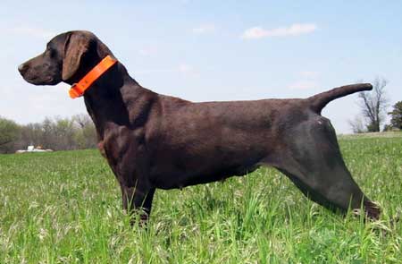 Daisy Female German Shorthair Hunting Dog