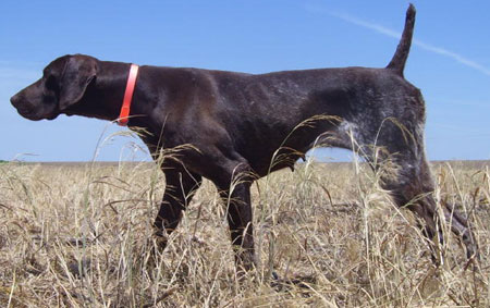 Daisy Female German Shorthair Hunting Dog