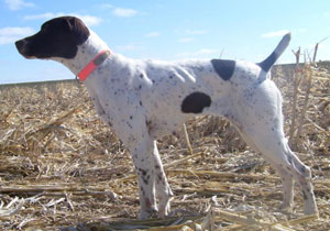 Dakota Female German Shorthair Pointer