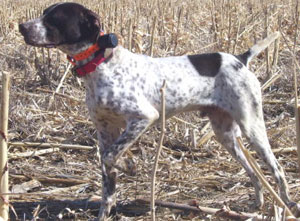 Doc Male German Shorthair Hunting Dog from Outback Kennels