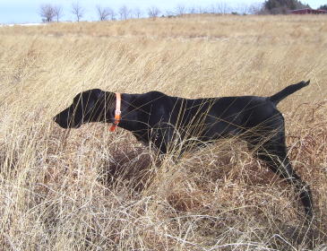 Esaw Male German Shorthair Pointer from Outback Kennels
