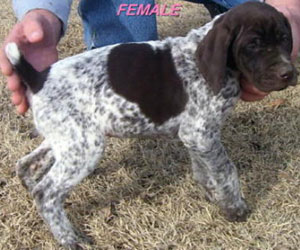 Female German Shorthair