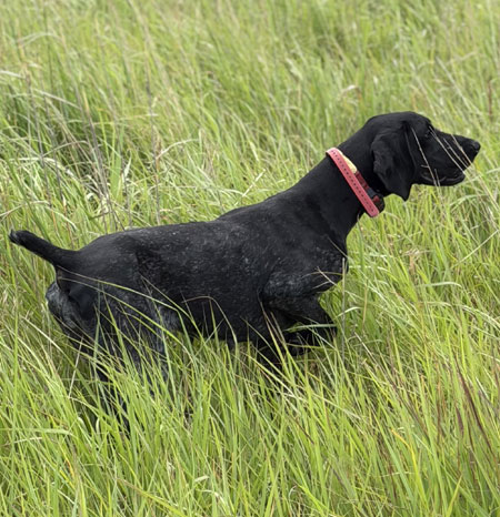 German Shorthair Hunting Dog For Sale