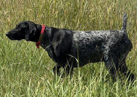 German Shorthair Hunting Dog For Sale