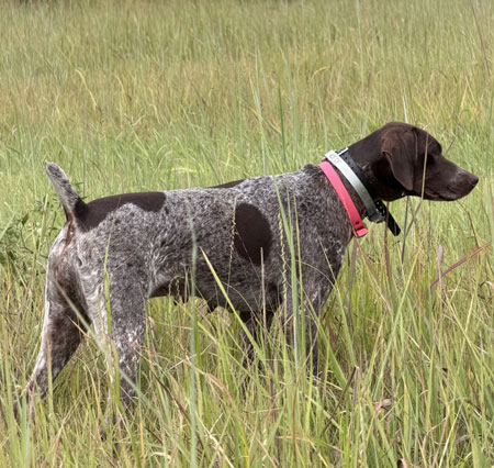 German Shorthair Hunting Dog For Sale