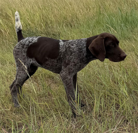 German Shorthair Hunting Dog For Sale