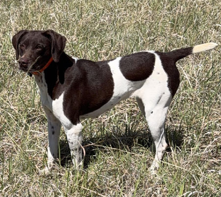 German Shorthair Hunting Dog For Sale