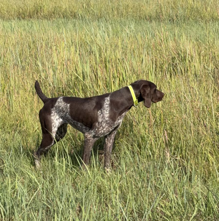 German Shorthair Hunting Dog For Sale