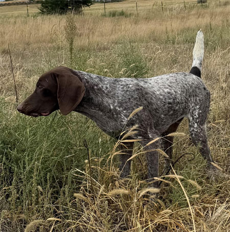 German Shorthair Hunting Dog For Sale