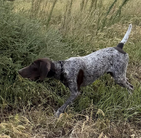 German Shorthair Hunting Dog For Sale