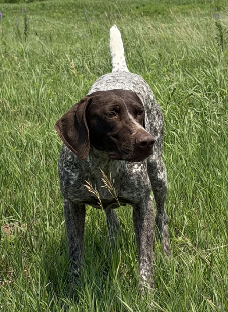 German Shorthair Hunting Dog For Sale