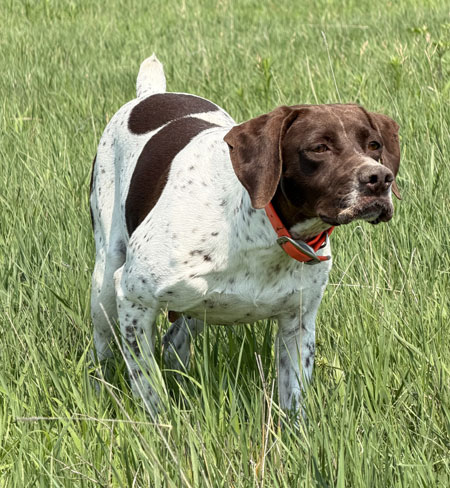 German Shorthair Hunting Dog For Sale