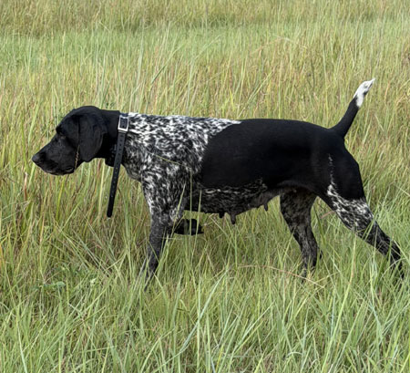 German Shorthair Hunting Dog For Sale