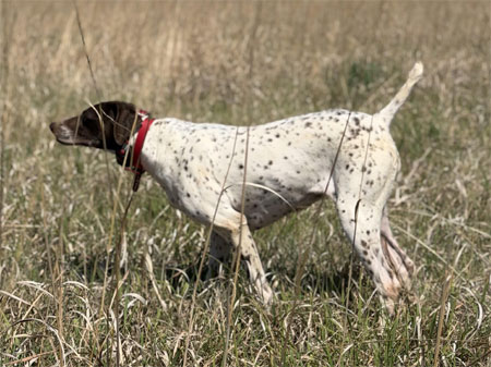 German Shorthair Hunting Dog For Sale