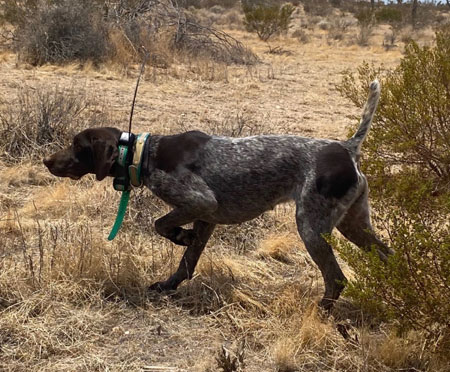 German Shorthair Hunting Dog For Sale