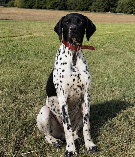 German Shorthair Hunting Dog For Sale