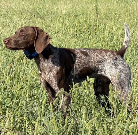 German Shorthair Hunting Dog For Sale
