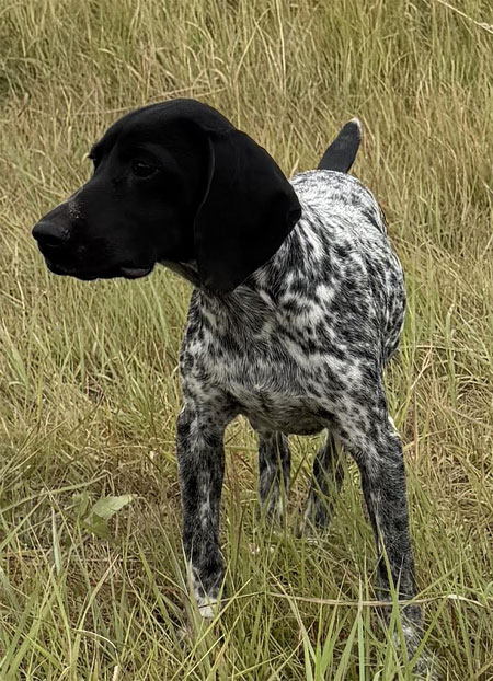 German Shorthair Hunting Dog For Sale