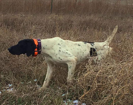German Shorthair Hunting Dog For Sale