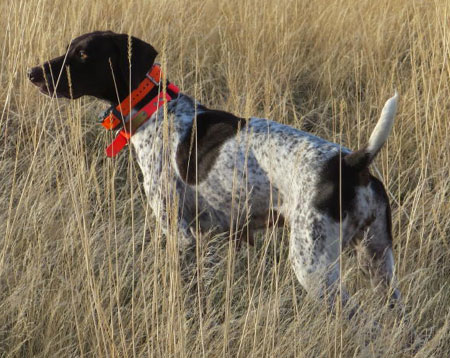 German Shorthair Hunting Dog For Sale