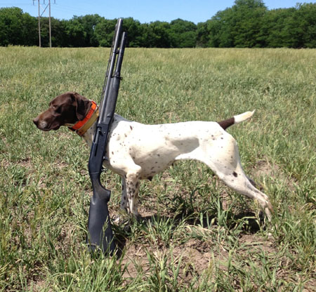 German Shorthair Hunting Dog For Sale