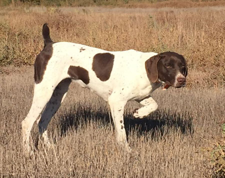 German Shorthair Hunting Dog For Sale