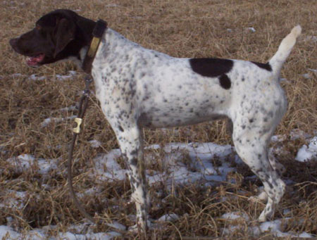 Sid Female German Shorthair Hunting Dog for sale