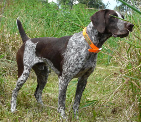 German Shorthair Hunting Dog For Sale