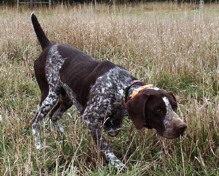 German Shorthair Hunting Dog For Sale