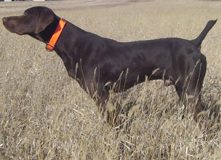 Gus Male Germanshorthair Hunting Dog for Sale
