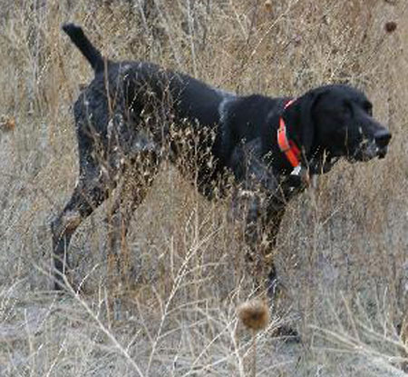 Ridge Male German Shorthair Hunting Dog For Sale