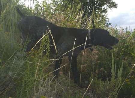 Ridge Male German Shorthair Hunting Dog