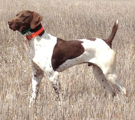 German Shorthair Hunting Dog For Sale