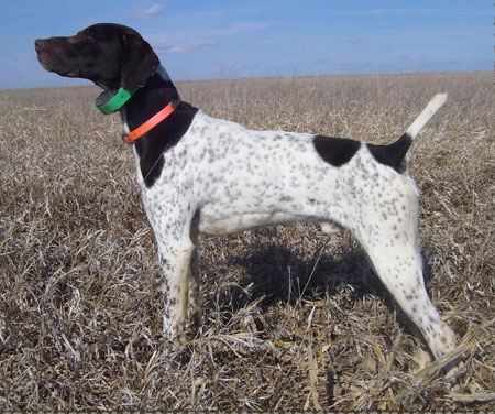 German Shorthair Hunting Dog For Sale